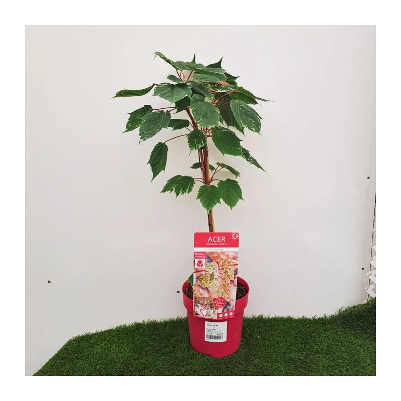 Acer Negundo Flamingo 2 Acer Negundo Flamingo - Imagen 2