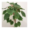 Acer Negundo Flamingo