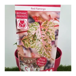 Acer Negundo Flamingo 5 Acer Negundo Flamingo -Zed Planta Comercio acer negundo flamingo 2