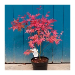 Acer Palmatum Beni-maiko