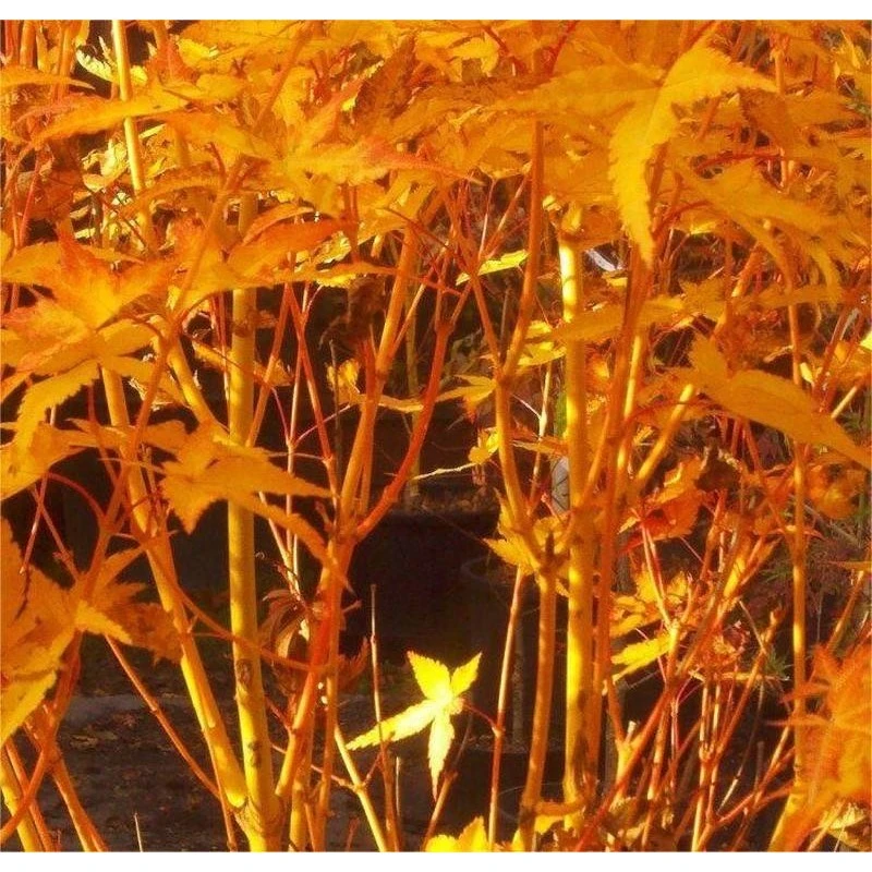 Acer Palmatum Bi Hoo 2 Acer Palmatum Bi Hoo - Imagen 2