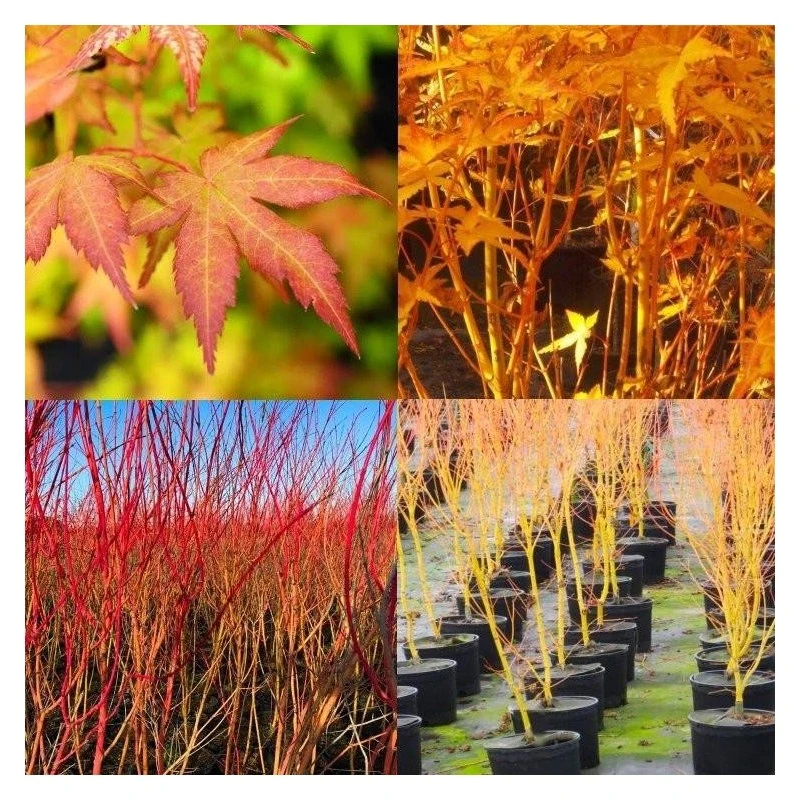 Acer Palmatum Bi Hoo 1 Acer Palmatum Bi Hoo