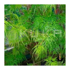 Acer Palmatum Emerald Lace