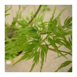 Acer Palmatum Seiryu