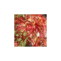 Acer Palmatum Seiryu -Zed Planta Comercio acer palmatum seiryu 3