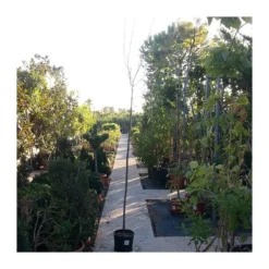 Zed Planta Comercio -Zed Planta Comercio acer saccharium 1