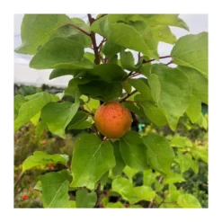 Albaricoque Bulida -Zed Planta Comercio albaricoque bulida 2