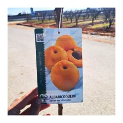 Albaricoque Bulida