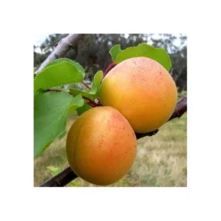 Albaricoque Currot