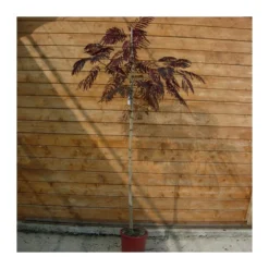 Zed Planta Comercio -Zed Planta Comercio albizia julibrisin summer chocolate 1