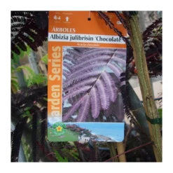 Albizia Julibrisin Summer Chocolate -Zed Planta Comercio albizia julibrisin summer chocolate 2