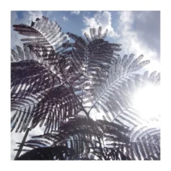 Albizia Julibrisin Summer Chocolate -Zed Planta Comercio albizia julibrisin summer chocolate 3