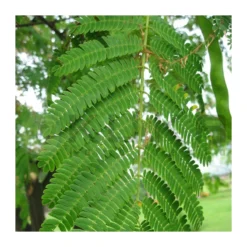 Albizia Julibrissin Rosea -Zed Planta Comercio albizia julibrissin rosea 2