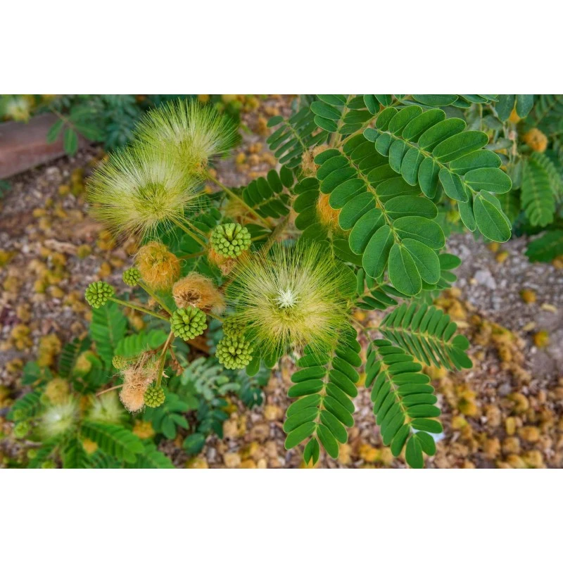 Albizia Lebbeck EJEMPLAR 1 Albizia Lebbeck EJEMPLAR