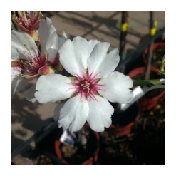 Almendro Glorieta -Zed Planta Comercio almendro glorieta 4