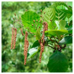 Zed Planta Comercio -Zed Planta Comercio alnus glutinosa 1