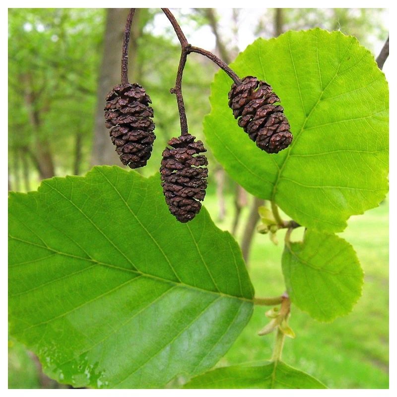 Alnus Glutinosa 1 Alnus Glutinosa