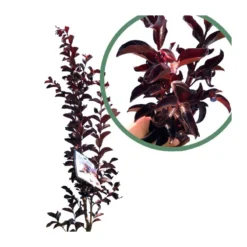 Árbol De Júpiter Black Diamond -Zed Planta Comercio arbol de jupiter black diamond 2