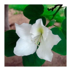 Bauhinia Alba