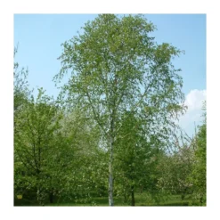 Betula Verrucosa Alba Pendula