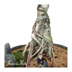 Bonsái Araucaria -Zed Planta Comercio bonsai araucaria 2