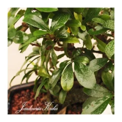 Bonsái Bosque Carmona Sp. 5 Bonsái Bosque Carmona Sp. -Zed Planta Comercio bonsai bosque carmona sp 2