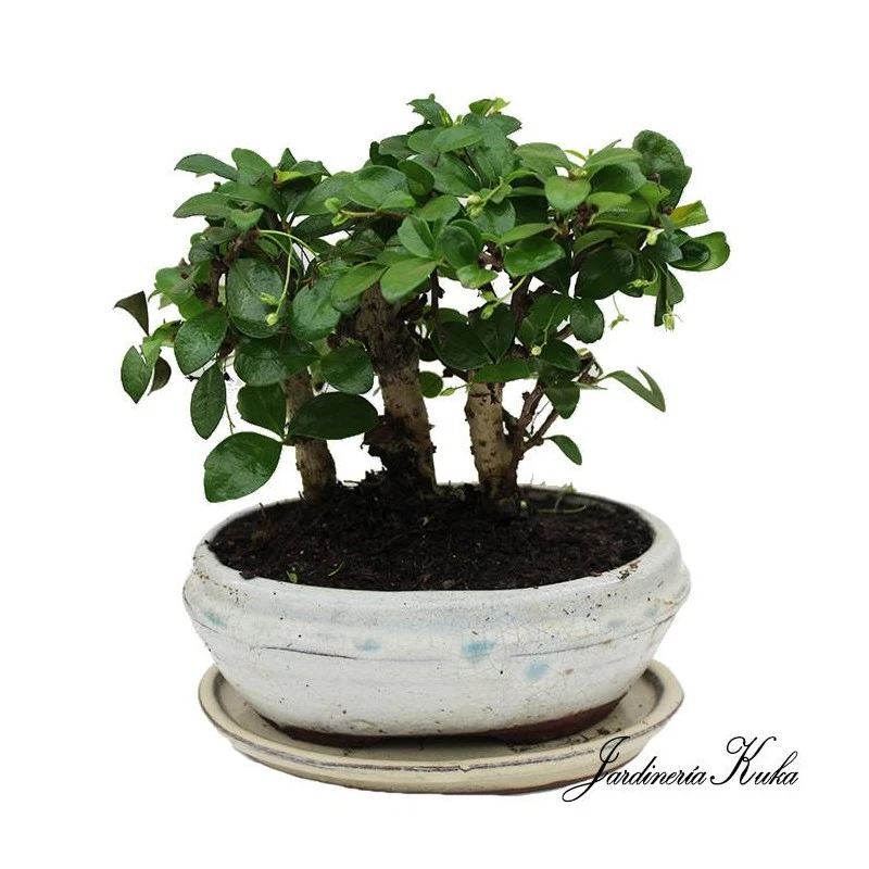 Bonsái Bosque Carmona Sp. 1 Bonsái Bosque Carmona Sp.