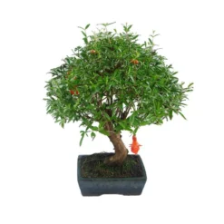 Bonsái Granado Enano