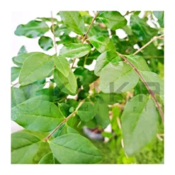 Bonsái Ligustrum Sp.