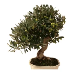 Bonsai Olea Europaea 16 Años