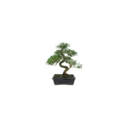 Bonsái Serissa Phoetida -Zed Planta Comercio bonsai serissa phoetida 2