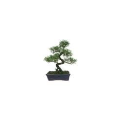 Bonsái Serissa Phoetida -Zed Planta Comercio bonsai serissa phoetida 3