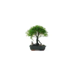 Bonsái Serissa Phoetida -Zed Planta Comercio bonsai serissa phoetida 4