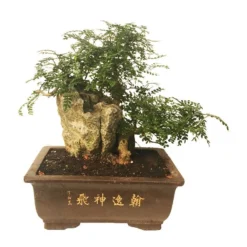 Bonsai Zanthoxylum Piperitum