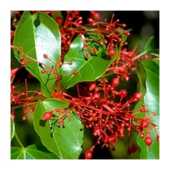 Brachychiton Acerifolius -Zed Planta Comercio brachychiton acerifolius 2