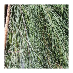 Casuarina Equisetifolia 6 Casuarina Equisetifolia -Zed Planta Comercio casuarina equisetifolia 2