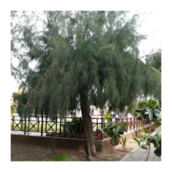 Casuarina Equisetifolia 7 Casuarina Equisetifolia -Zed Planta Comercio casuarina equisetifolia 3
