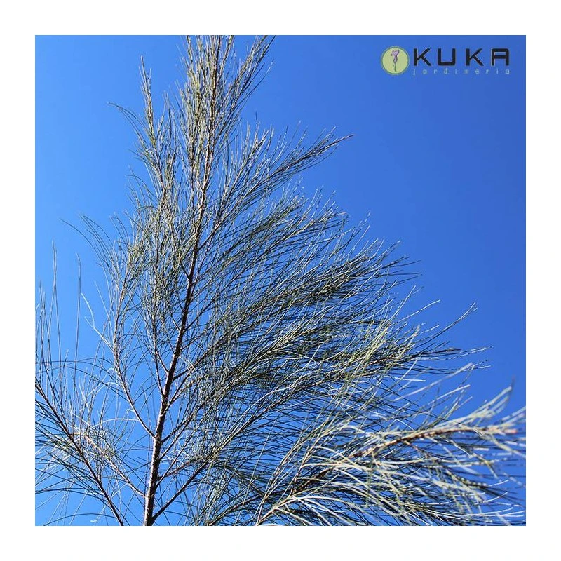 Casuarina Equisetifolia 1 Casuarina Equisetifolia