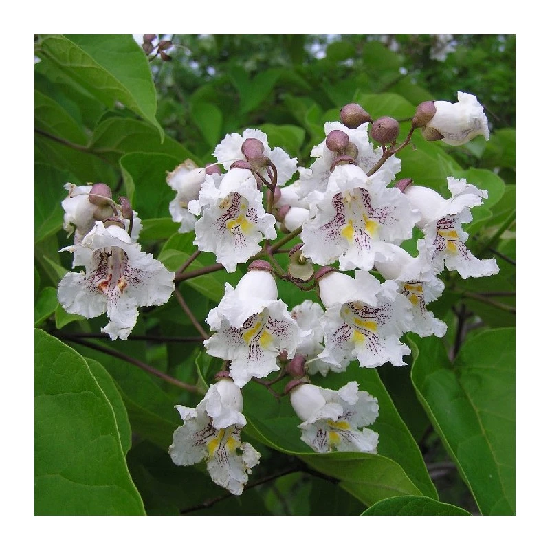 Catalpa Bignoinoides EJEMPLAR 1 Catalpa Bignoinoides EJEMPLAR