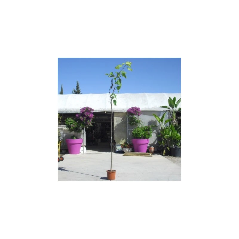 Catalpa Bignoinoides EJEMPLAR 2 Catalpa Bignoinoides EJEMPLAR - Imagen 2