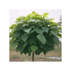 Catalpa Bungei, EJEMPLAR