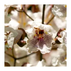 Catalpa Erubencens Purpurea -Zed Planta Comercio catalpa erubencens purpurea 2