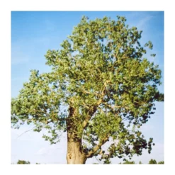 Chopo Canadensis EJEMPLAR