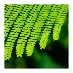 Delonix Regia. Ejemplar -Zed Planta Comercio delonix regia ejemplar 2