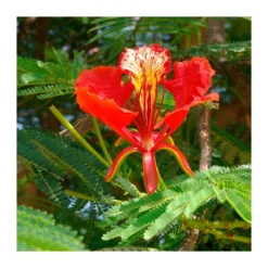 Delonix Regia. Ejemplar