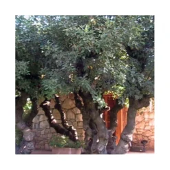 Erythrina Cristagalli -Zed Planta Comercio erythrina cristagalli ejemplar 2