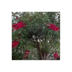Erythrina Cristagalli