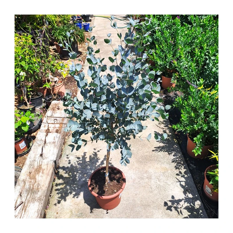 Eucalyptus Gunni Copa 2 Eucalyptus Gunni Copa - Imagen 2