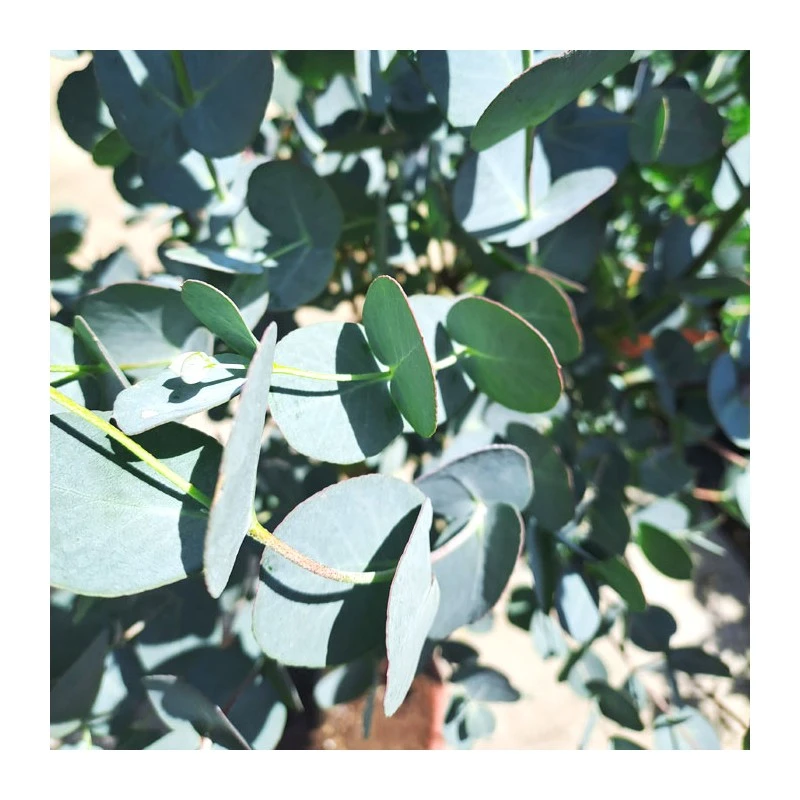 Eucalyptus Gunni Copa 1 Eucalyptus Gunni Copa