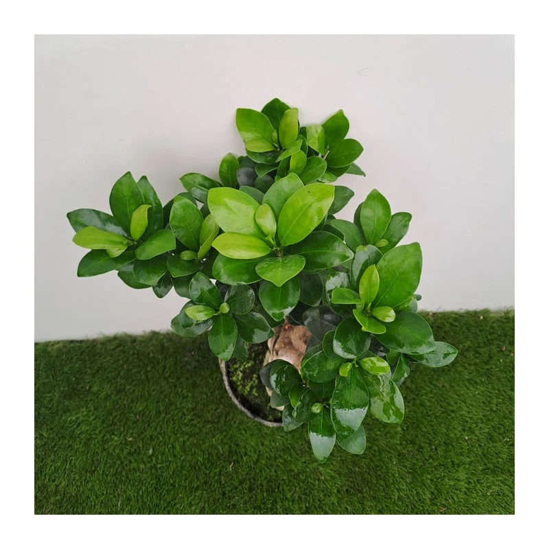 Ficus Ginseng Pre-bonsái 2 Ficus Ginseng Pre-bonsái - Imagen 2
